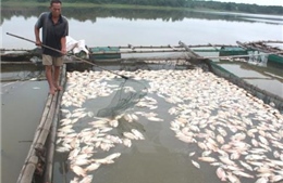 Cần xác định nguyên nhân cá nuôi chết hàng loạt ở Thừa Thiên - Huế